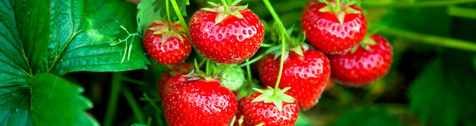 farm-pyo-strawberries